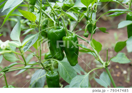 夏、収穫前のピーマン＜千葉県/家庭菜園2021年7月＞ 79347485