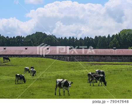 風景、写真　夏の小岩井農場の牛たちと湧き上がる雲　小岩井農場の牧場の風景　清々しい牧場の朝 79347648