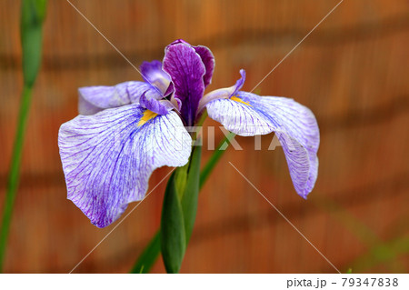 長井あやめ公園 長井古種 紬娘 長井あやめ公園 長井古種 紬娘 79347838