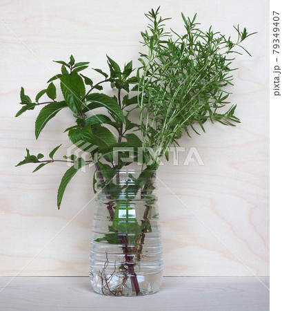 peppermint plant (Mentha piperita) and summer savory plant (Satu 79349407