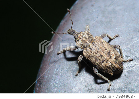 ヤサイゾウムシ 79349637