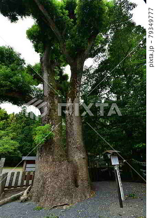住吉神社の夫婦楠 住吉神社の夫婦楠 79349777
