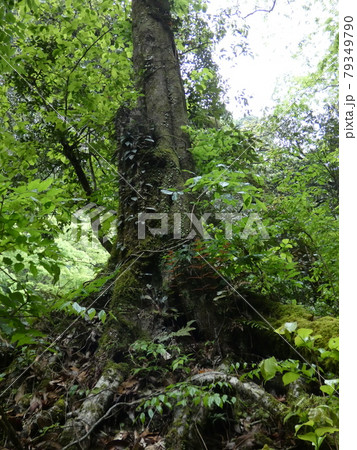 緑の深い渓谷にある木立・高千穂峡 緑の深い渓谷にある木立・高千穂峡 79349790