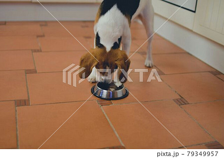 Cute Beagle puppy looking at empty dog bowl at home. Adorable pet Cute Beagle puppy looking at empty dog bowl at home. Adorable pet 79349957