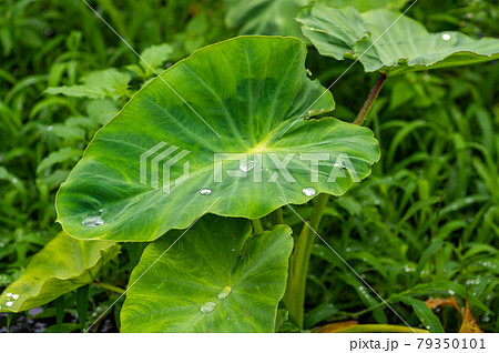 里芋の葉に溜まる水滴の写真素材