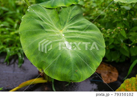 里芋の葉に溜まる水滴の写真素材