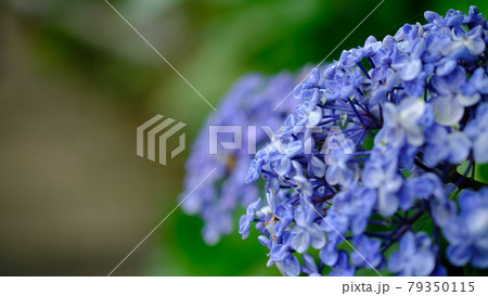 紫陽花の花 79350115