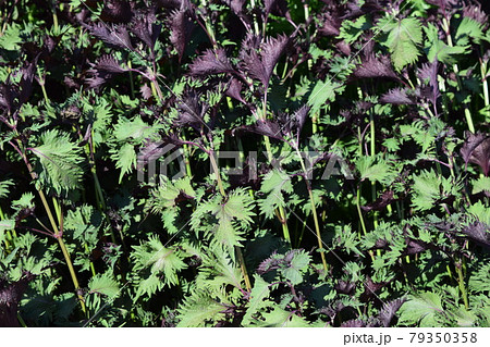 シソ畑 葉物野菜 シソ畑 葉物野菜 79350358