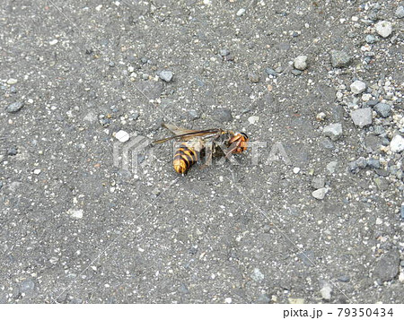 スズメバチ　死骸 79350434