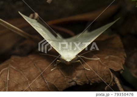 ウスキツバメエダシャク 79350476