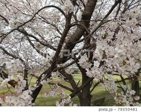 福島市　御山　松川　桜 79350481