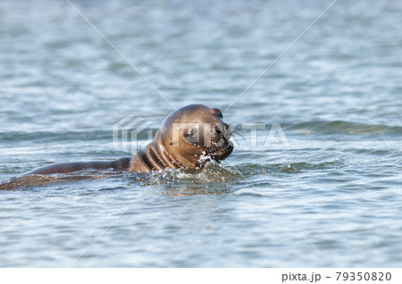 Mother and baby sea lion, Patagonia Mother and baby sea lion, Patagonia 79350820