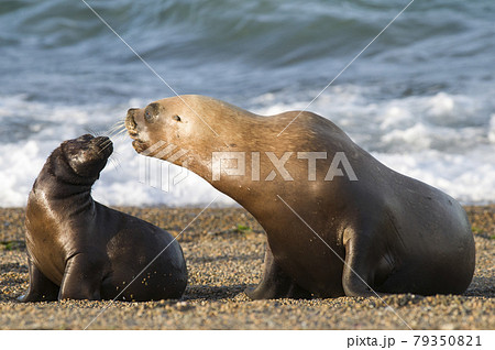 Mother and baby sea lion, Patagonia Mother and baby sea lion, Patagonia 79350821