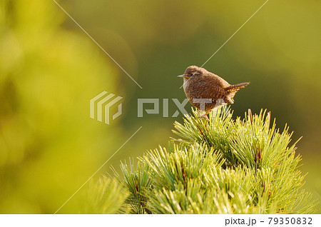 囀るミソサザイ