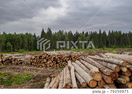 Sawed trees lie in a large pile on the background of the forest Sawed trees lie in a large pile on the background of the forest 79350975