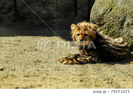 Cute king cheetah cub in Tama zoo 多摩動物園の可愛いキングチーター 79351025