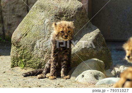 Cute king cheetah cub in Tama zoo 多摩動物園の可愛いキングチーター Cute king cheetah cub in Tama zoo 多摩動物園の可愛いキングチーター 79351027