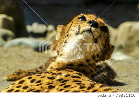 Cute Cheetah Cub In Tama Zoo 多摩動物園の可愛いチーターの子供の写真素材