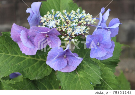 アジサイの花咲き誇る アジサイの花咲き誇る 79351142