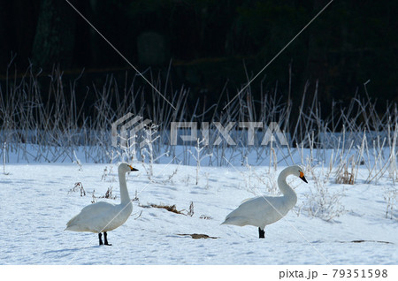 猪苗代のハクチョウ 79351598