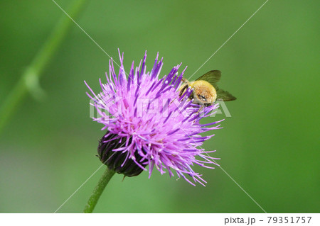 ノハラアザミの蜜を集めるコマルハナバチ 79351757