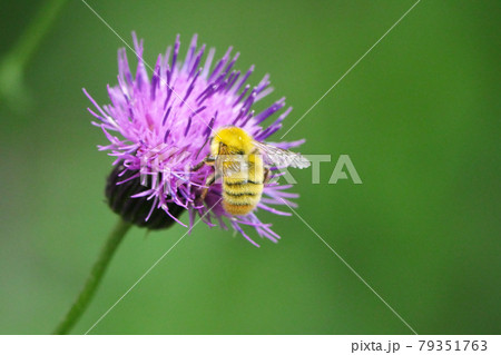 ノハラアザミの蜜を集めるコマルハナバチ 79351763