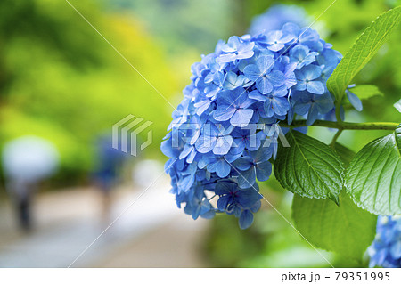 綺麗な花を咲かせる青い紫陽花の写真素材