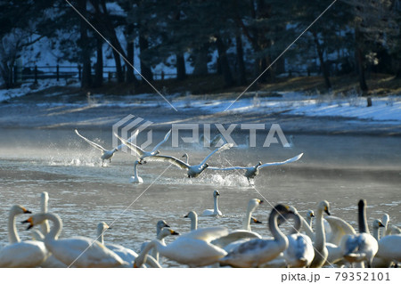 猪苗代湖の朝ハクチョウ 79352101