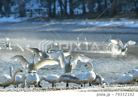 猪苗代湖の朝ハクチョウ 79352102