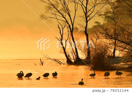 猪苗代湖の朝ハクチョウ 79352144