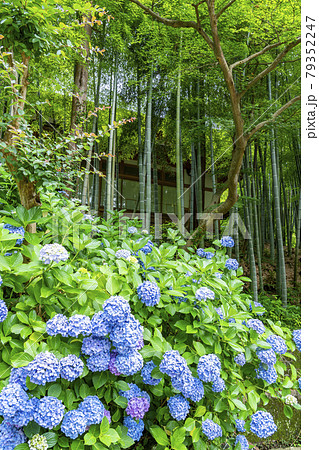 【神奈川県】鎌倉　緑が美しい円覚寺の竹林と紫陽花 79352247