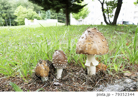 イボテングタケ 札幌市 イボテングタケ 札幌市 79352344