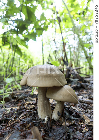 ハタケシメジ 札幌市 ハタケシメジ 札幌市 79352345