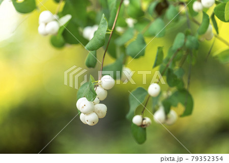 セッコウボク　滝野すずらん丘陵公園 79352354