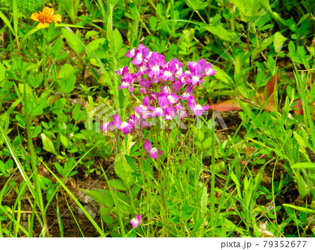 植物、ゲンゲの花（レンゲソウの花） 79352677