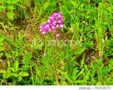 植物、ゲンゲの花（レンゲソウの花） 79352678