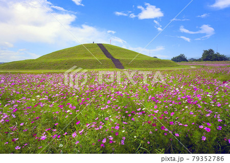 古墳と秋桜 古墳と秋桜 79352786