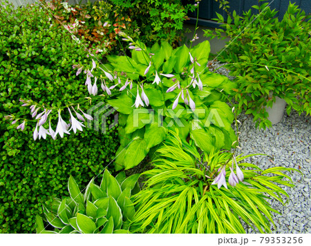 植物、ギボウシの花 79353256