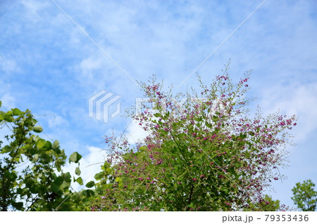 ハギの花 79353436