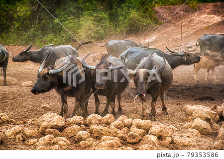 Group of Water buffalo (Thai buffalo) at countryside in Southern of Thailand. Group of Water buffalo (Thai buffalo) at countryside in Southern of Thailand. 79353586