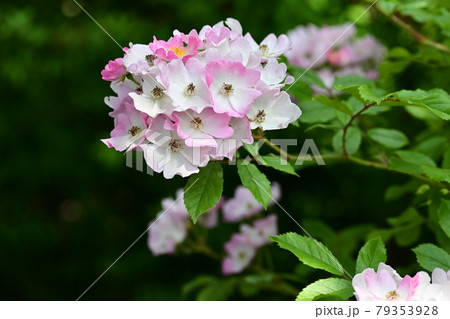 白にピンクの縁どりが美しい薔薇 79353928