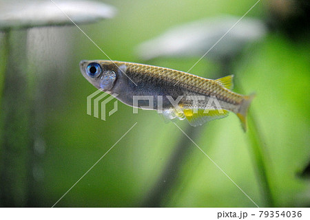 卵をつけた野生メダカ 卵をつけた野生メダカ 79354036