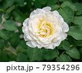 晴れた6月の一輪の白い薔薇 79354296