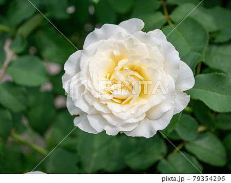 晴れた6月の一輪の白い薔薇 晴れた6月の一輪の白い薔薇 79354296