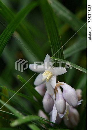 リュウノヒゲの花 リュウノヒゲの花 79354388