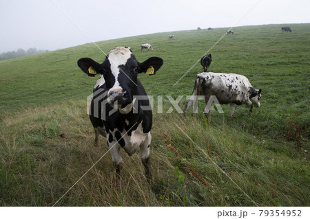 ホルスタイン ホルスタイン 79354952