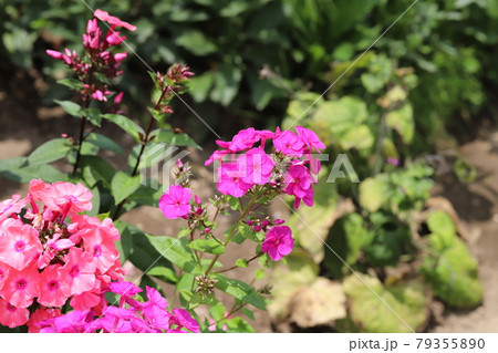 初夏の公園に咲くピンク色のフロックスの花の写真素材