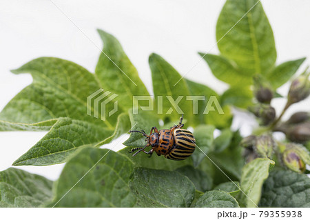 Colorado beetle eats green potato leaves Colorado beetle eats green potato leaves 79355938