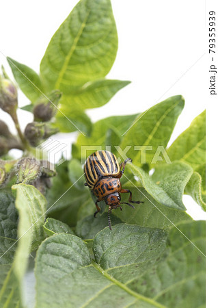 Colorado bug. Pest insect eating potatoes plant leaf. Colorado bug. Pest insect eating potatoes plant leaf. 79355939