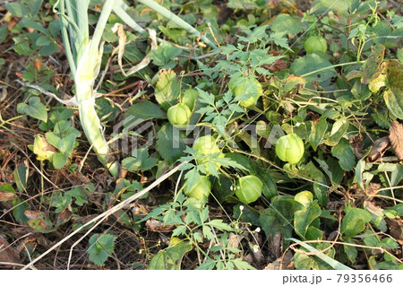 ふうせんかずらのある風景 ふうせんかずらのある風景 79356466